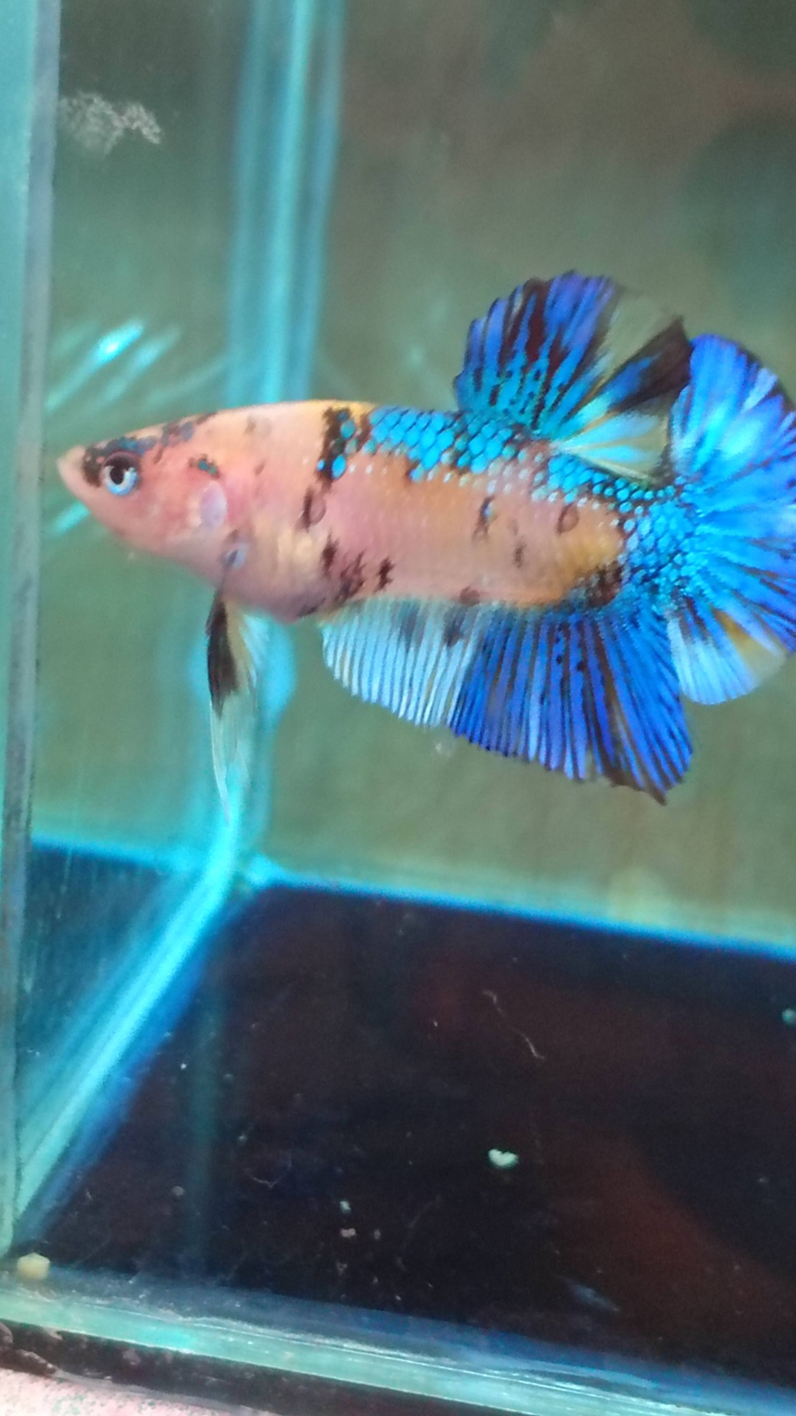 Male Indukan Cupang Pilihan Breeder – Mental Kuat & Siap Cetak Anakan