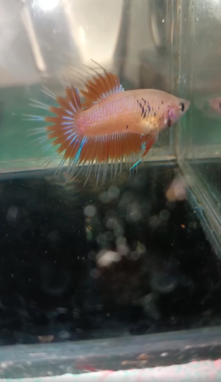 Male Indukan Cupang Pilihan Breeder – Mental Kuat & Siap Cetak Anakan