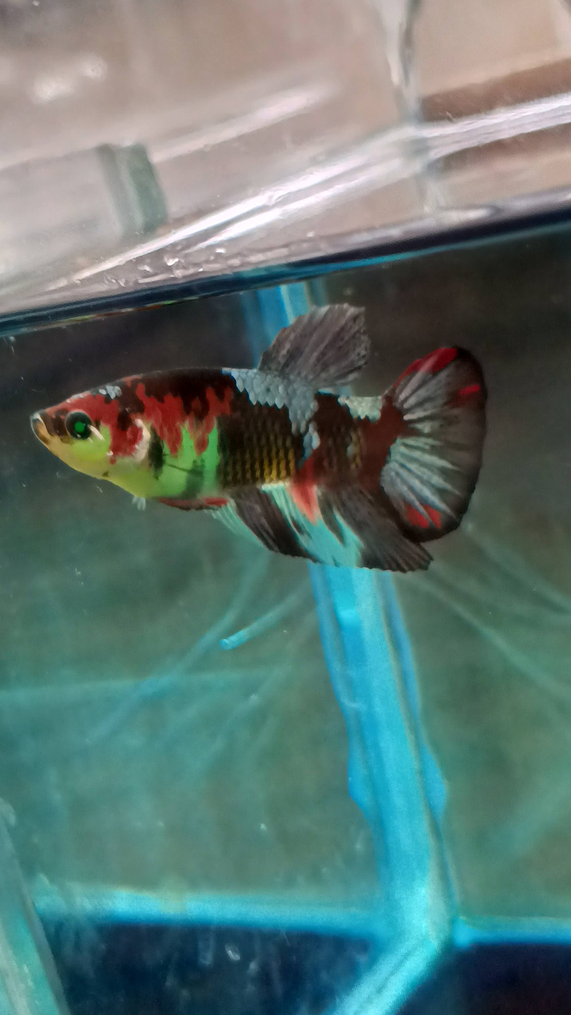Male Indukan Cupang Pilihan Breeder – Mental Kuat & Siap Cetak Anakan