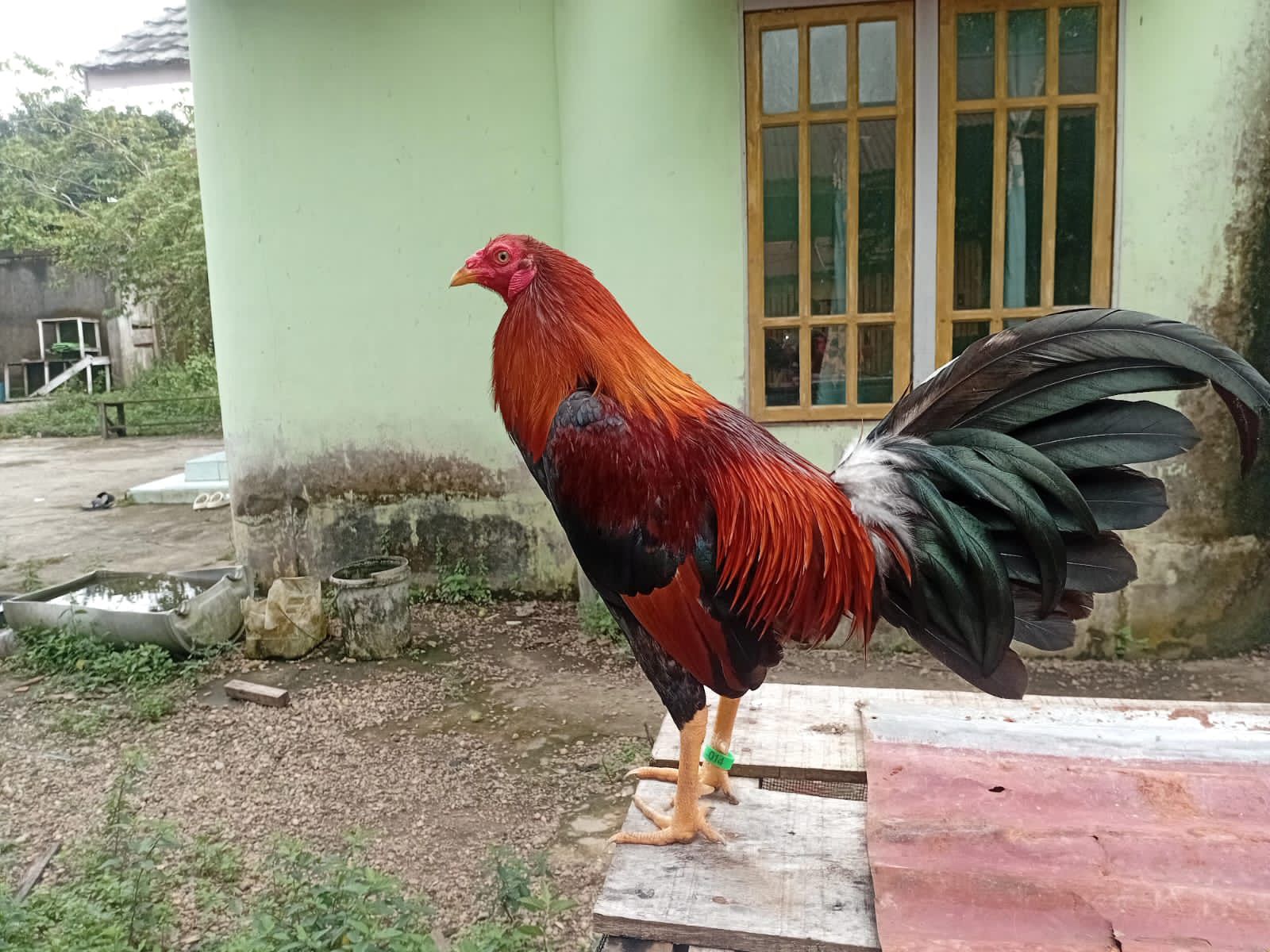 READY 400 EKOR AYAM NYALI FULL – SIAP ANTAR HARI INI KE SINTANG