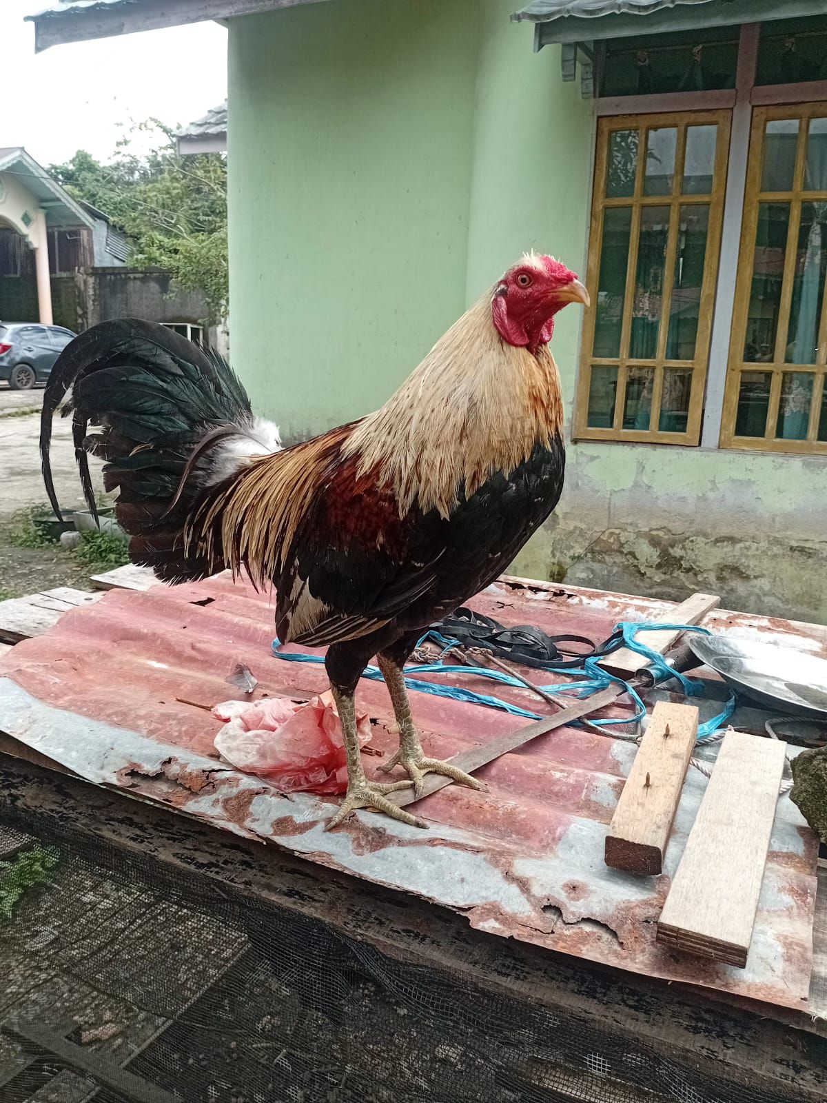 READY 400 EKOR AYAM NYALI FULL – SIAP ANTAR HARI INI KE SINTANG