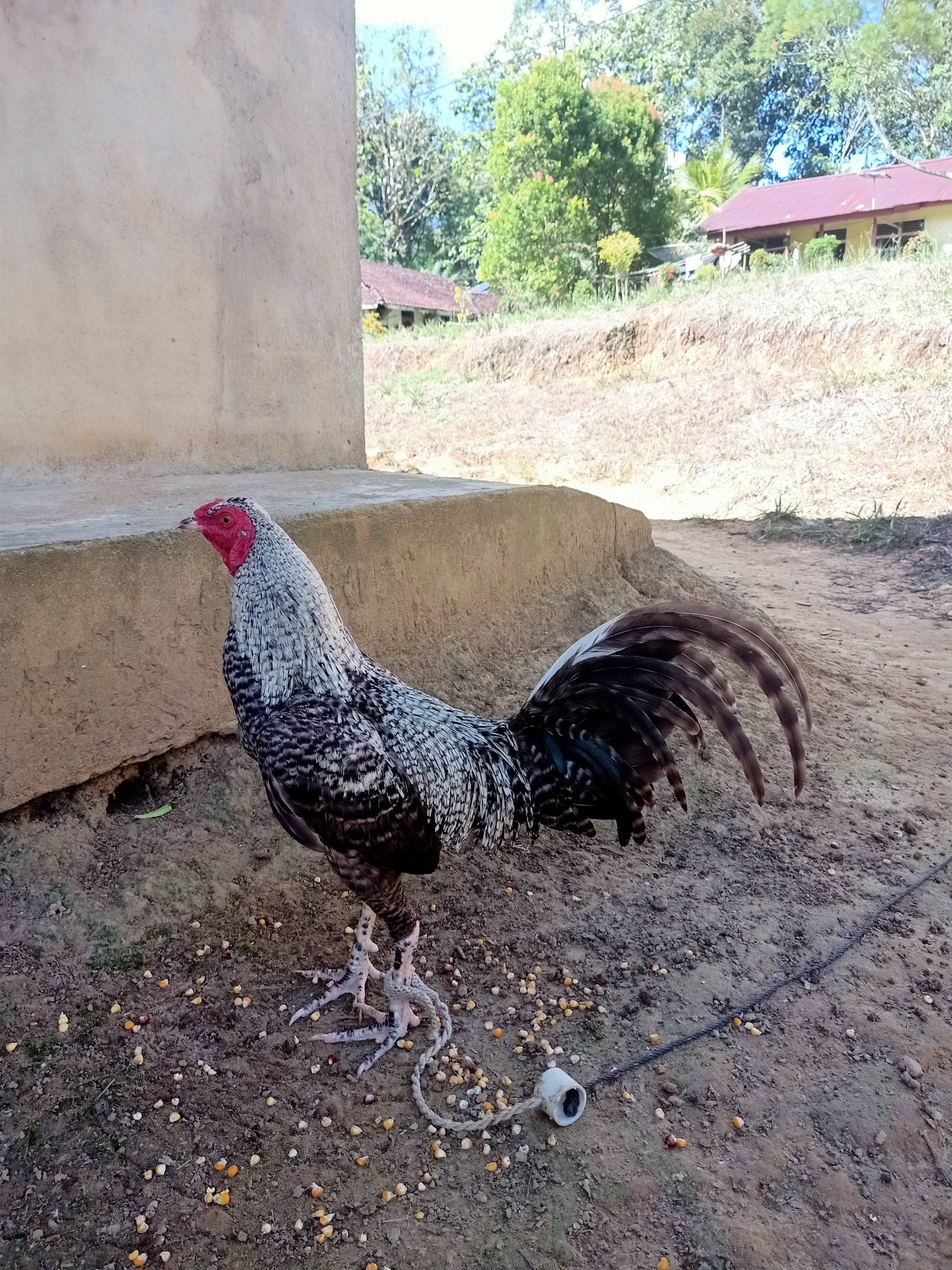READY 400 EKOR AYAM NYALI FULL – SIAP ANTAR HARI INI KE SINTANG
