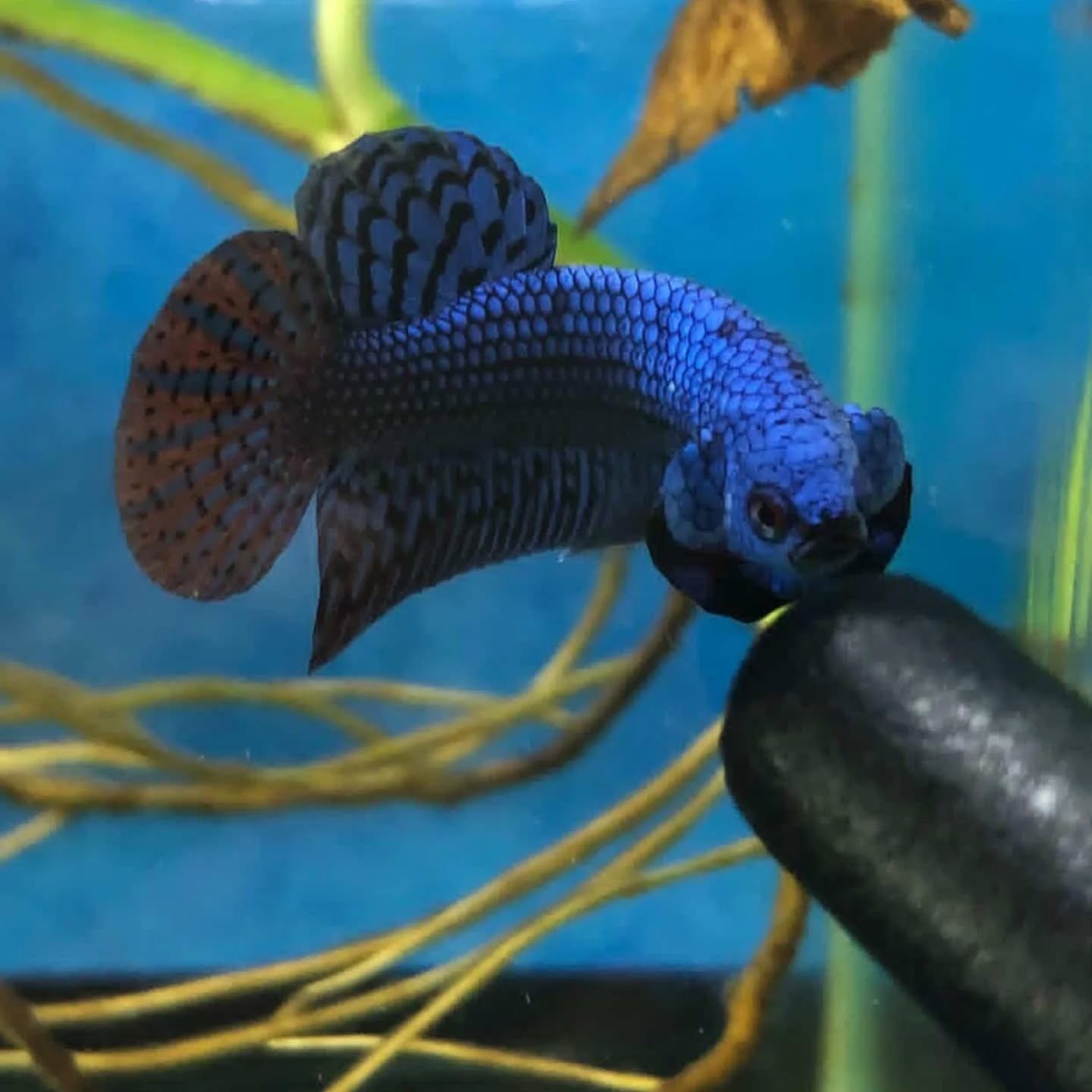 Jual Beli Ikan Cupang Berkualitas Bandung–Cimahi🐟
