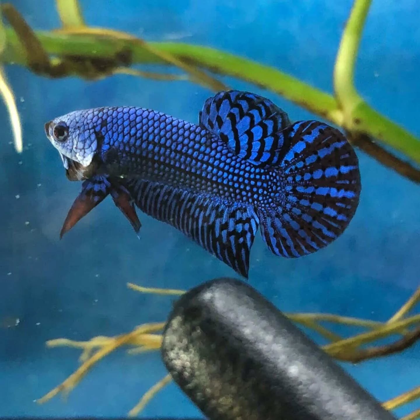 Jual Beli Ikan Cupang Berkualitas Bandung–Cimahi🐟