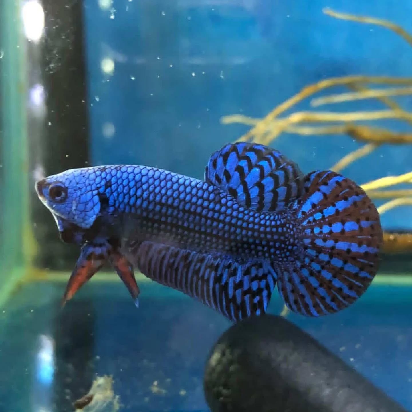 Jual Beli Ikan Cupang Berkualitas Bandung–Cimahi🐟
