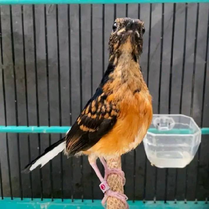JUAL LOLOHAN BURUNG PILIHAN: MURAI BATU, CIGUN CIBLEK & CIBLEK KRISTAL
