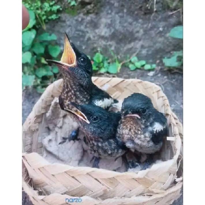 JUAL LOLOHAN BURUNG PILIHAN: MURAI BATU, CIGUN CIBLEK & CIBLEK KRISTAL