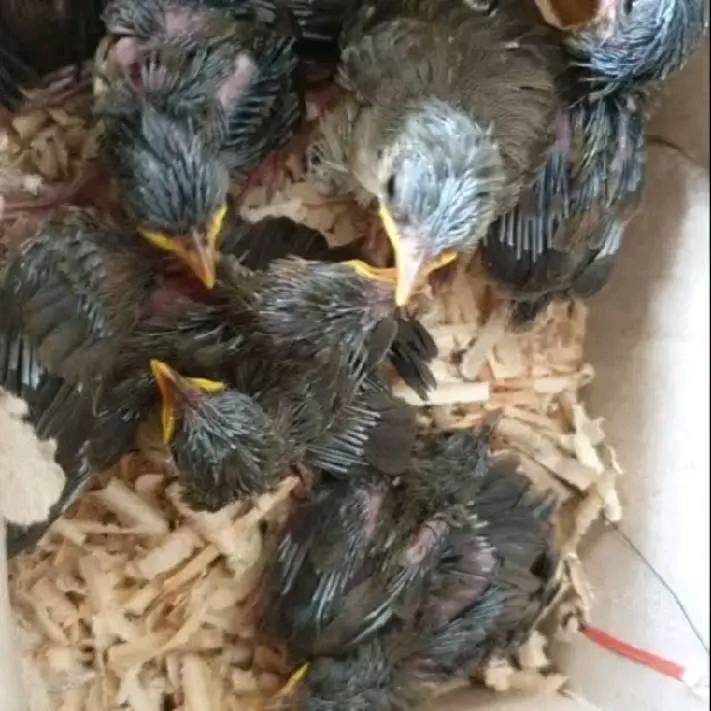 JUAL LOLOHAN BURUNG PILIHAN: MURAI BATU, CIGUN CIBLEK & CIBLEK KRISTAL