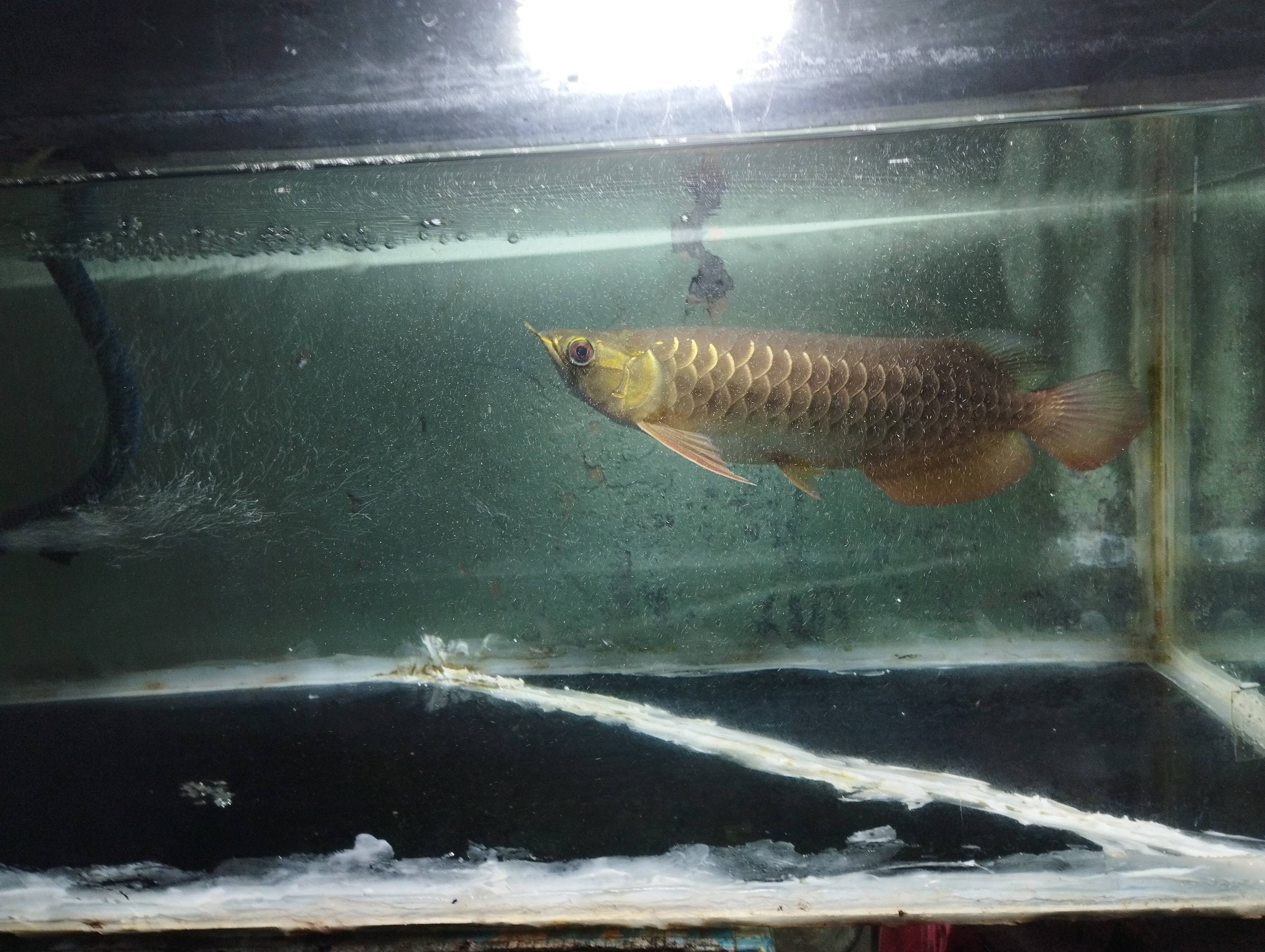 DIJUAL IKAN ARWANA GOLDEN RED 30 CM – WARNA CERAH & GAGAH