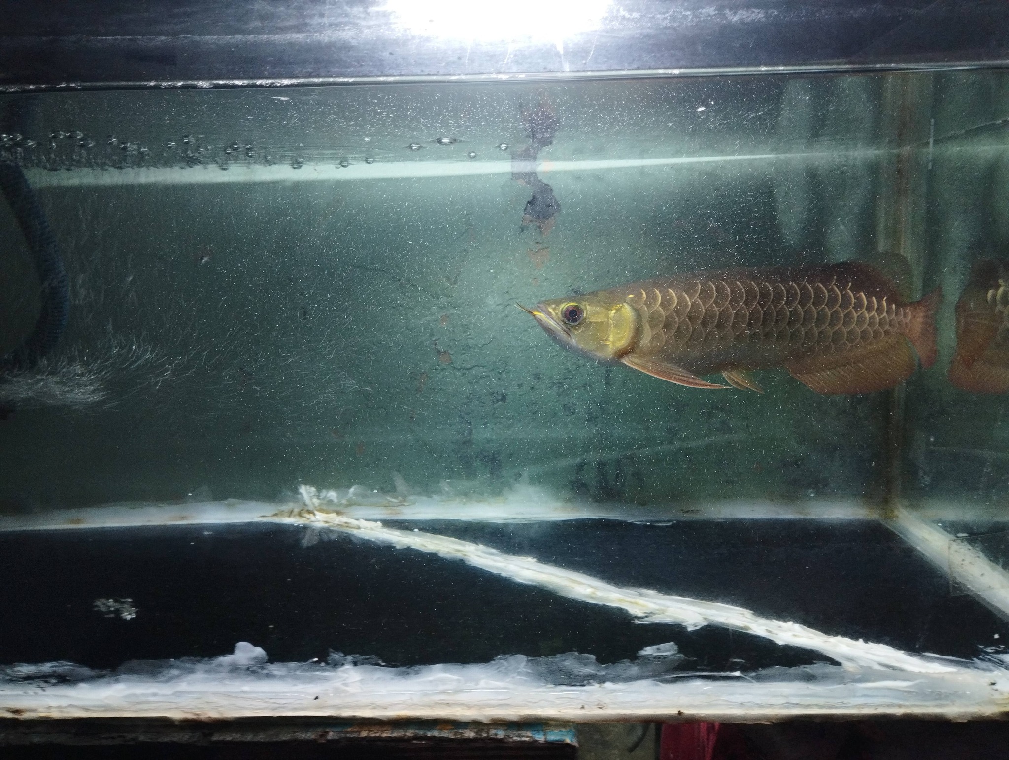 DIJUAL IKAN ARWANA GOLDEN RED 30 CM – WARNA CERAH & GAGAH