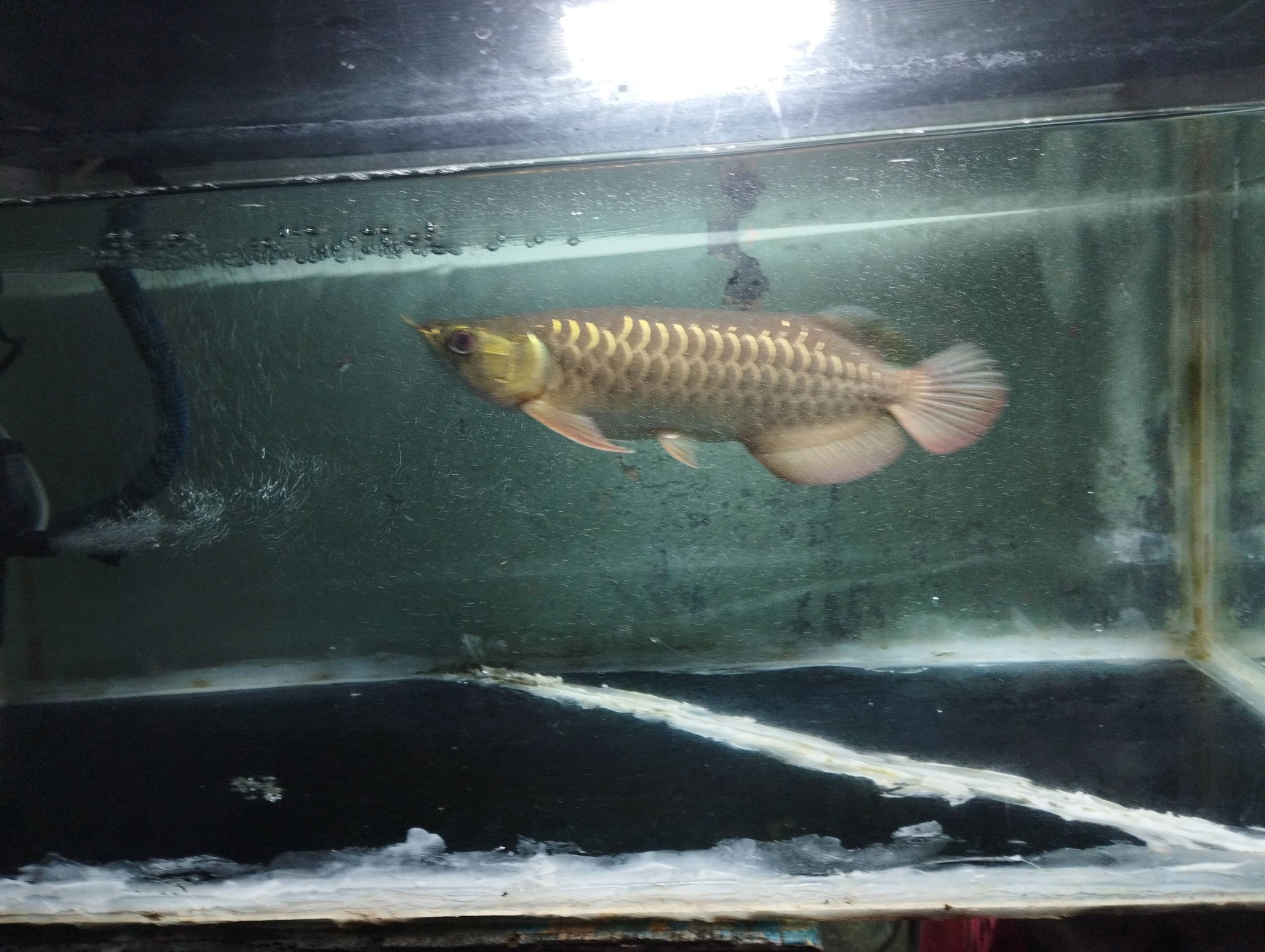 DIJUAL IKAN ARWANA GOLDEN RED 30 CM – WARNA CERAH & GAGAH