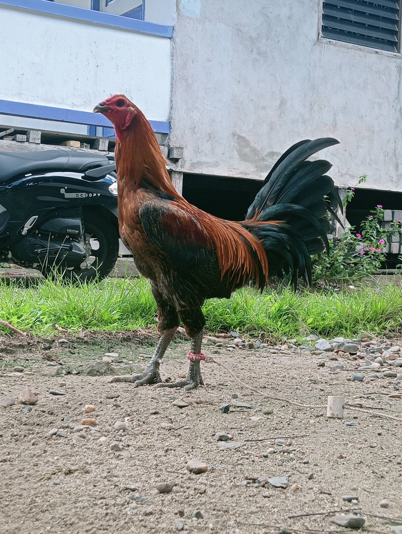 AYAM SABUNG SINTANG SUPER KUAT – KUALITAS JAWARA ARENA🔥