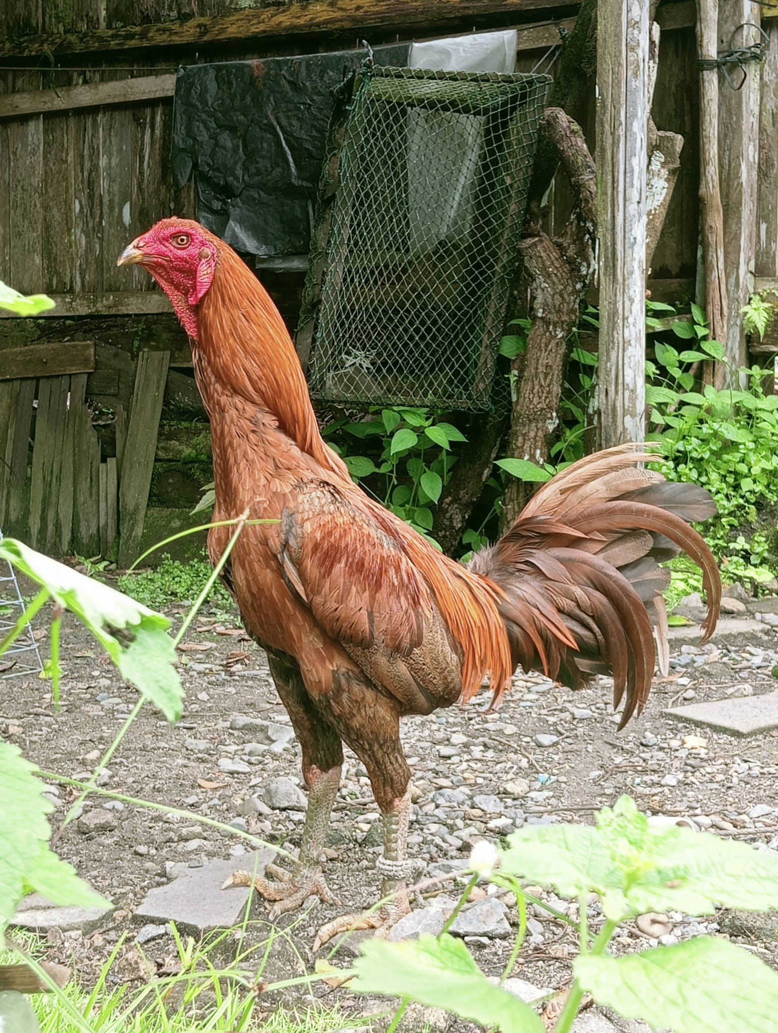 AYAM SABUNG SINTANG SUPER KUAT – KUALITAS JAWARA ARENA🔥