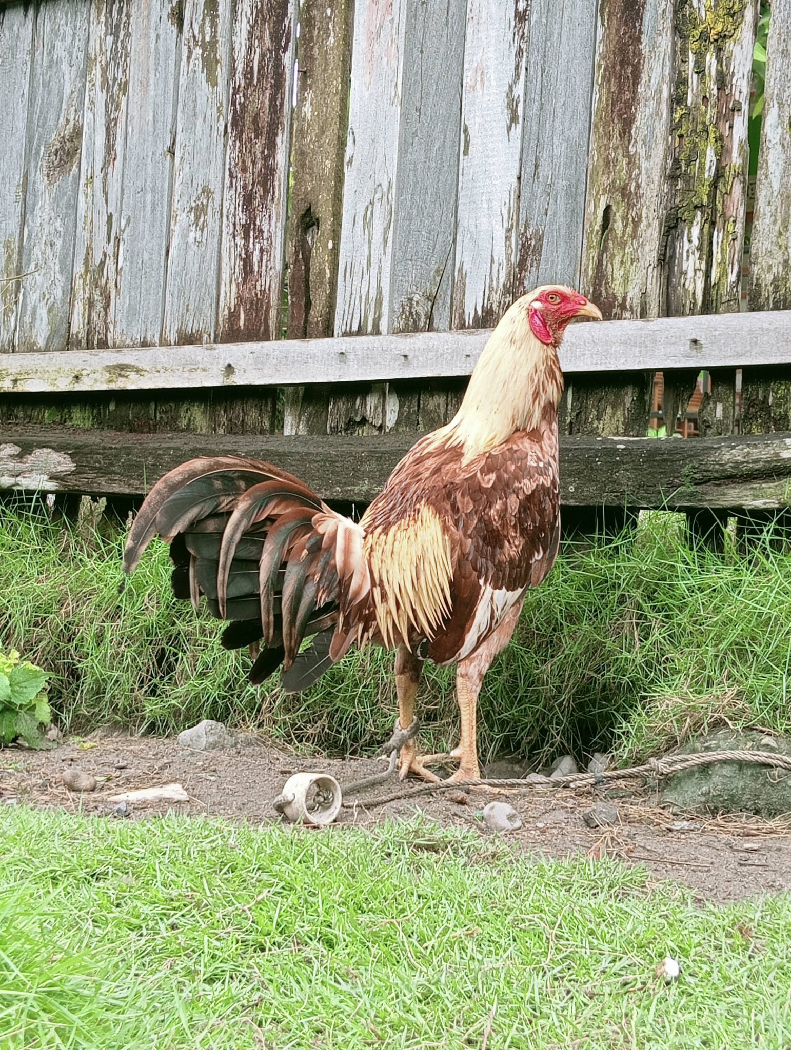 AYAM SABUNG SINTANG SUPER KUAT – KUALITAS JAWARA ARENA🔥