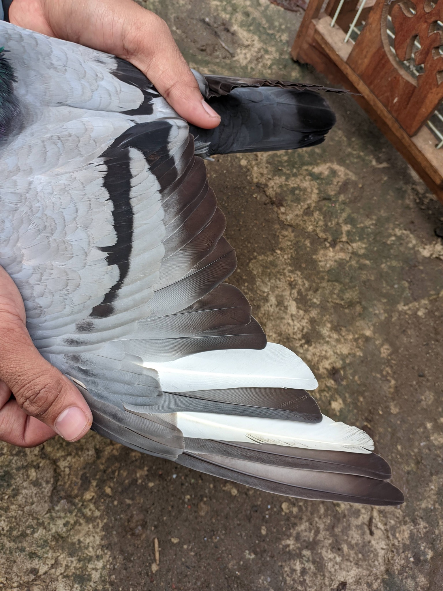 JUAL BELI BURUNG MERPATI MAUK – RAJEG – JATI SEPATAN & SEKITARNYA