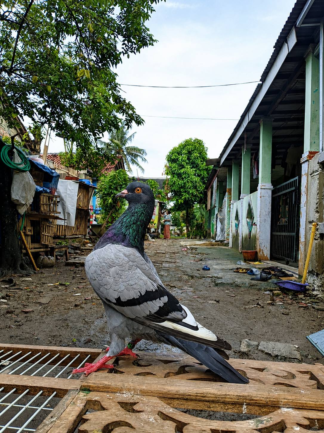 JUAL BELI BURUNG MERPATI MAUK – RAJEG – JATI SEPATAN & SEKITARNYA