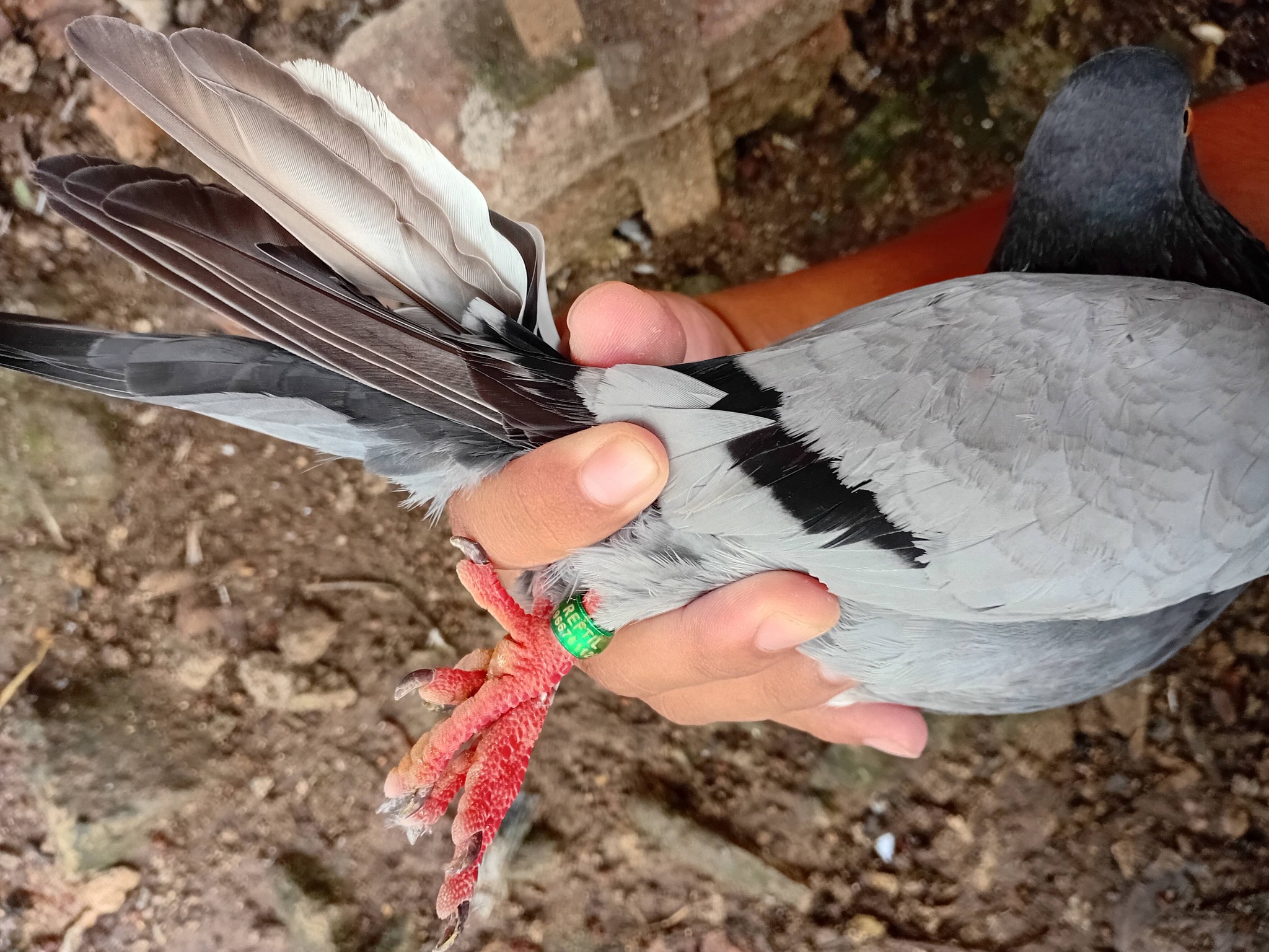 JUAL BELI BURUNG MERPATI MAUK – RAJEG – JATI SEPATAN & SEKITARNYA