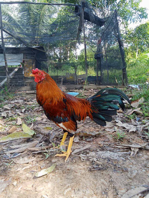 JUAL MURAH AYAM SIAP TARUNG – READY SEMUA HARI! 🔥