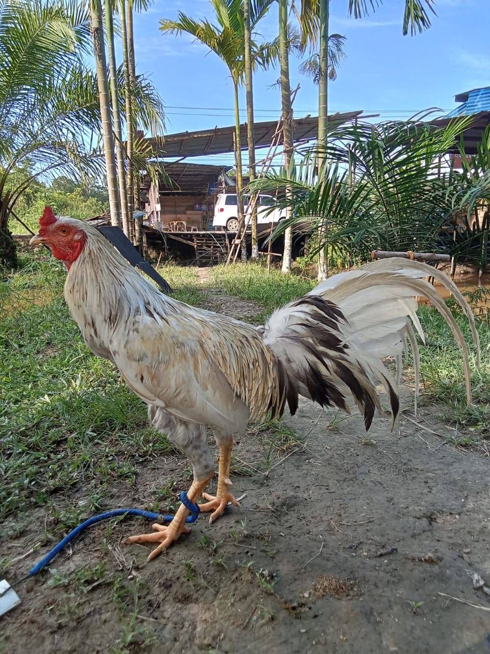 JUAL MURAH AYAM SIAP TARUNG – READY SEMUA HARI! 🔥