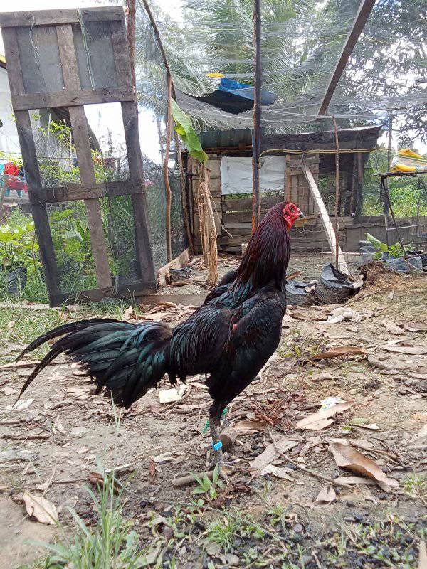 JUAL MURAH AYAM SIAP TARUNG – READY SEMUA HARI! 🔥