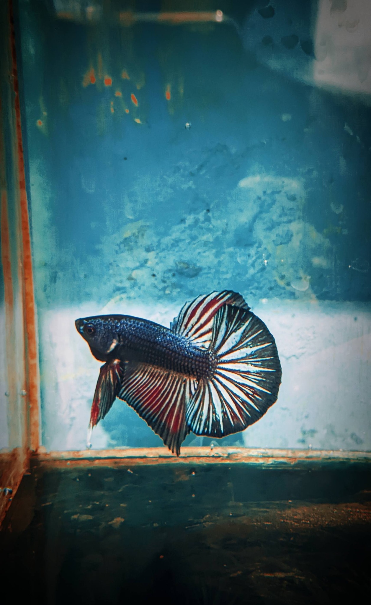 Jual Beli Ikan Cupang Bandung–Cimahi | Kualitas Juara, Harga Bersahabat