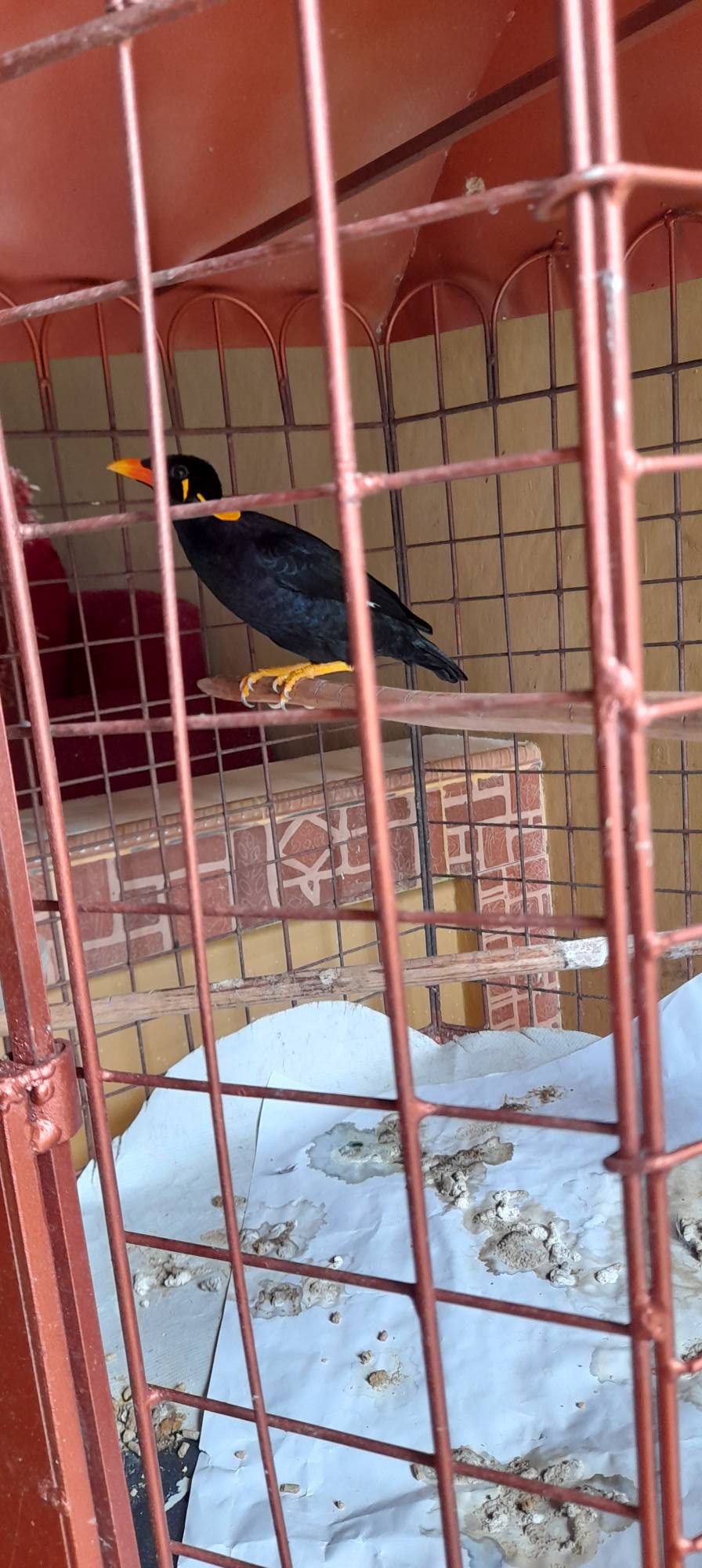 Dijual Burung Beo Anakan Jinak, Cepat Nempel & Rajin Bicara
