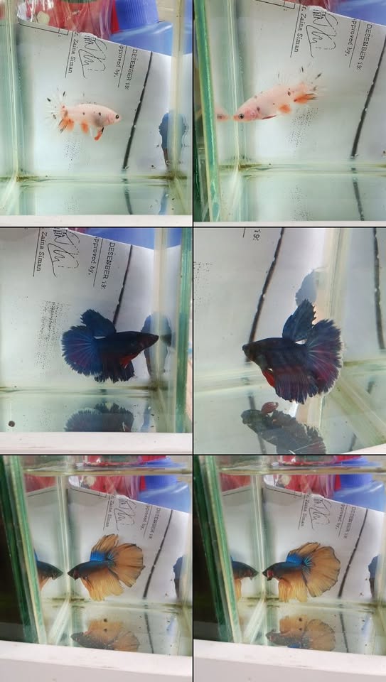 Cupang Hias Premium Siap Hiasi Akuarium Anda 📍 Gunung Putri – Cicadas!