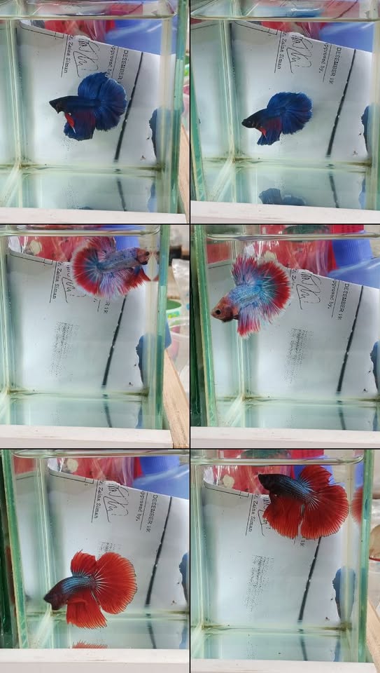 Cupang Hias Premium Siap Hiasi Akuarium Anda 📍 Gunung Putri – Cicadas!