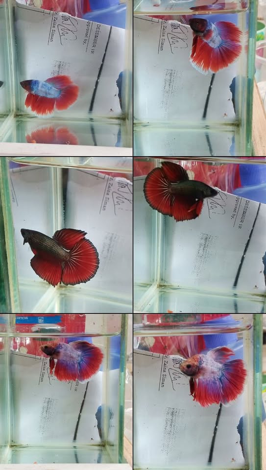 Cupang Hias Premium Siap Hiasi Akuarium Anda 📍 Gunung Putri – Cicadas!