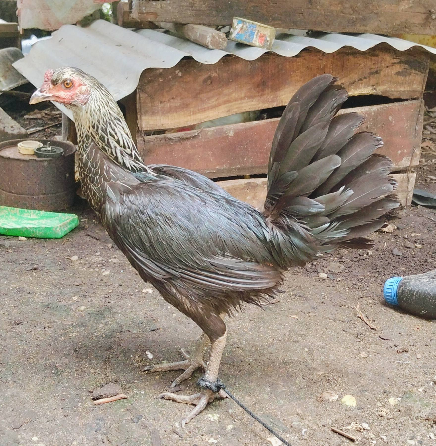 Jual Beli Ayam Sabung Sintang Jantan & Induk Berkualitas🐓
