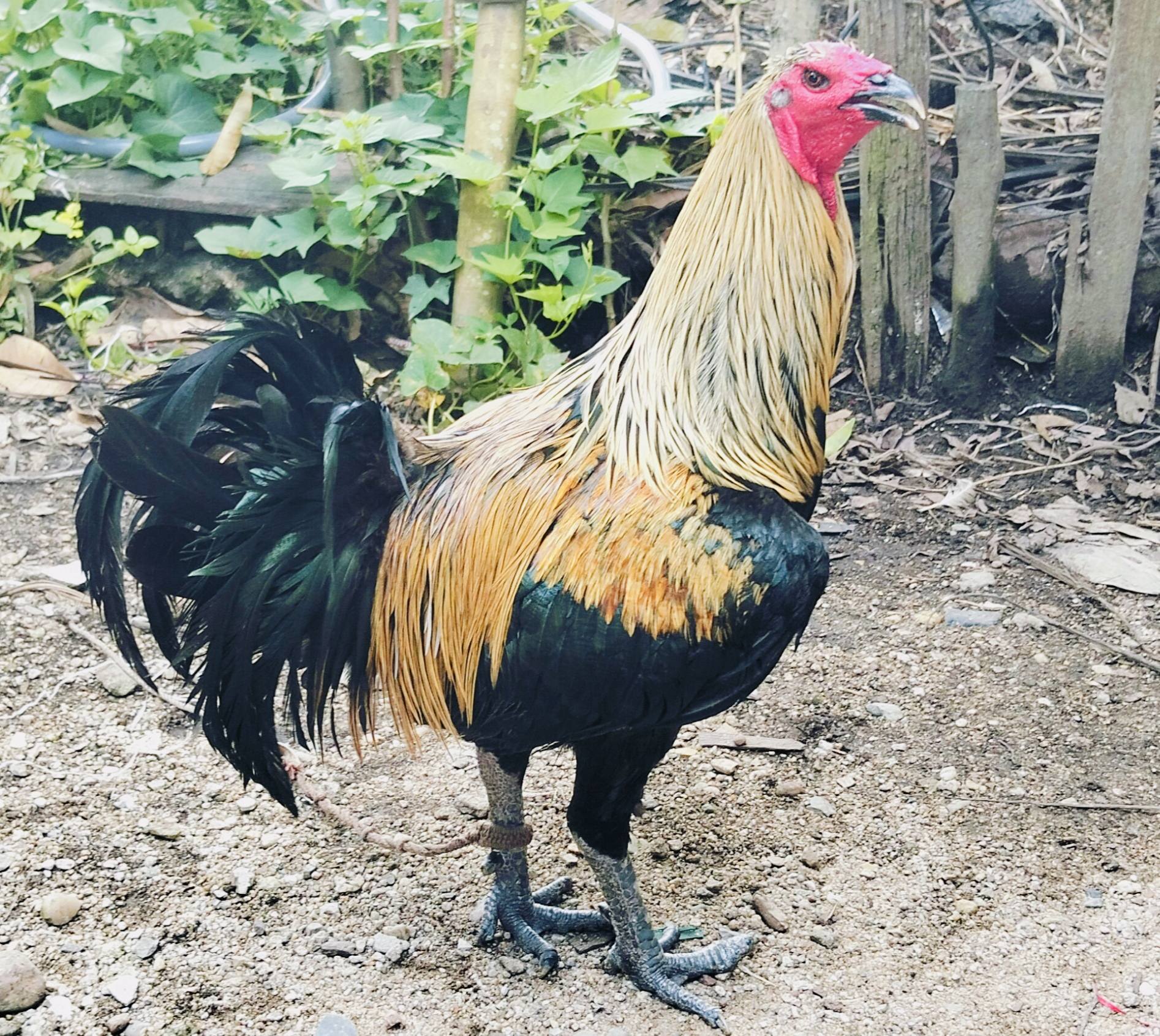 Jual Beli Ayam Sabung Sintang Jantan & Induk Berkualitas🐓