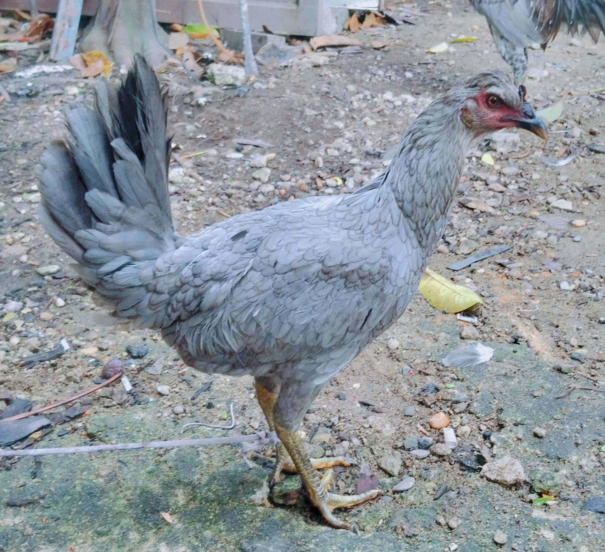 Jual Beli Ayam Sabung Sintang Jantan & Induk Berkualitas🐓