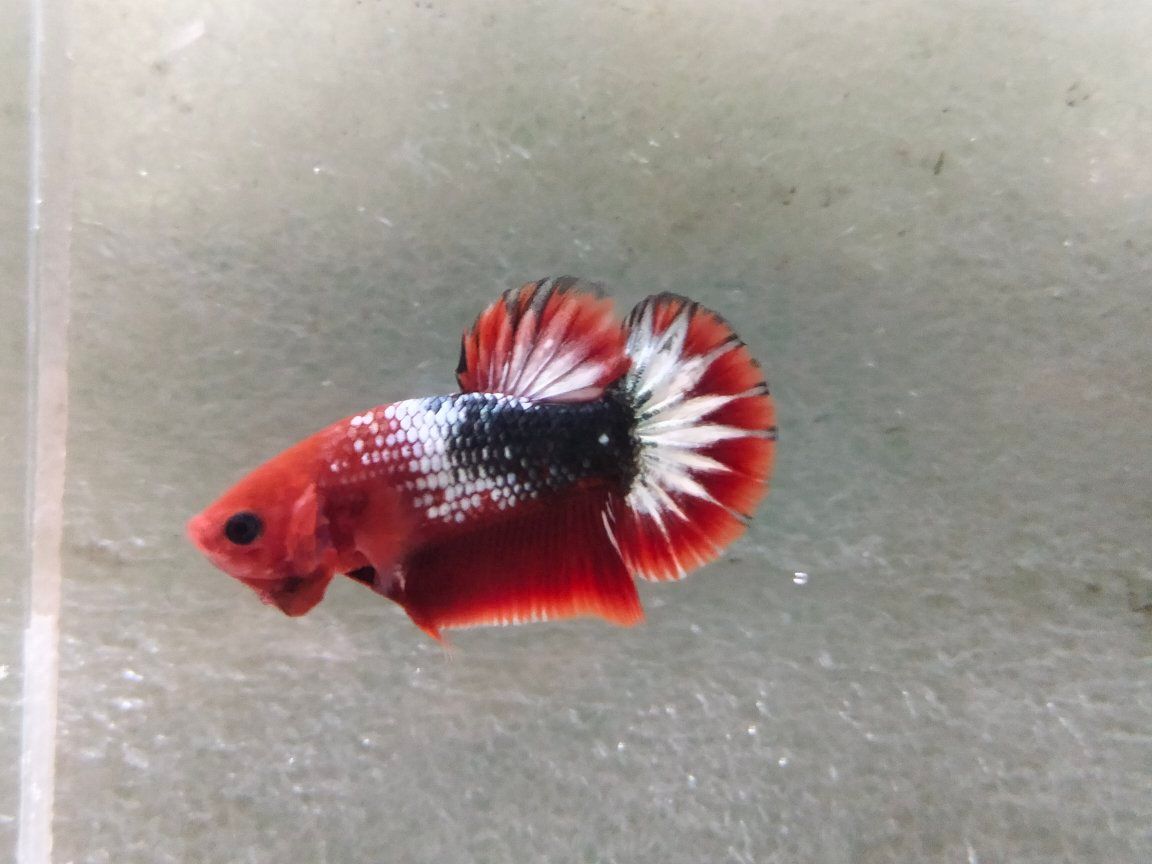 Jual Beli Ikan Cupang Bandung–Cimahi | Harga Murah, Kualitas Juara 🔥