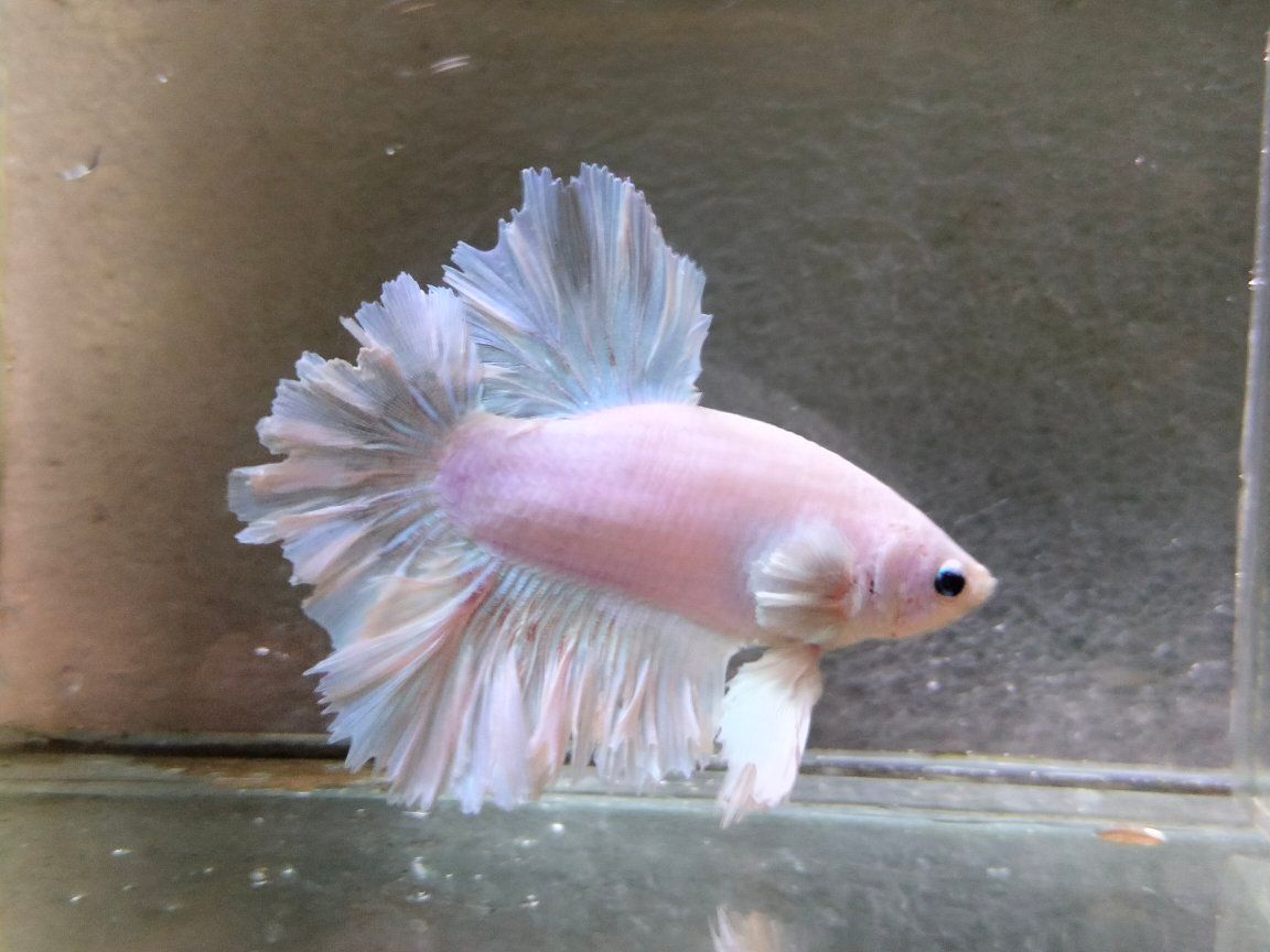 Jual Beli Ikan Cupang Bandung–Cimahi | Harga Murah, Kualitas Juara 🔥