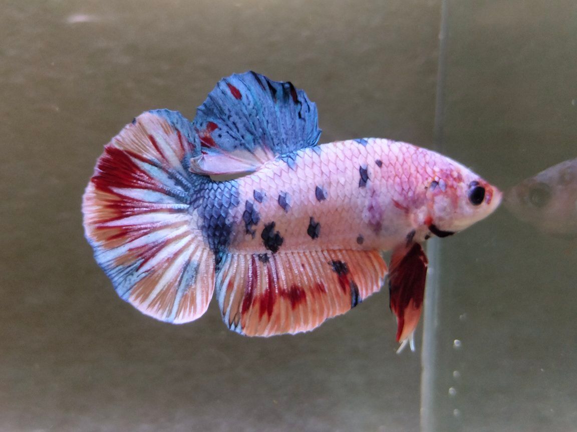 Jual Beli Ikan Cupang Bandung–Cimahi | Harga Murah, Kualitas Juara 🔥