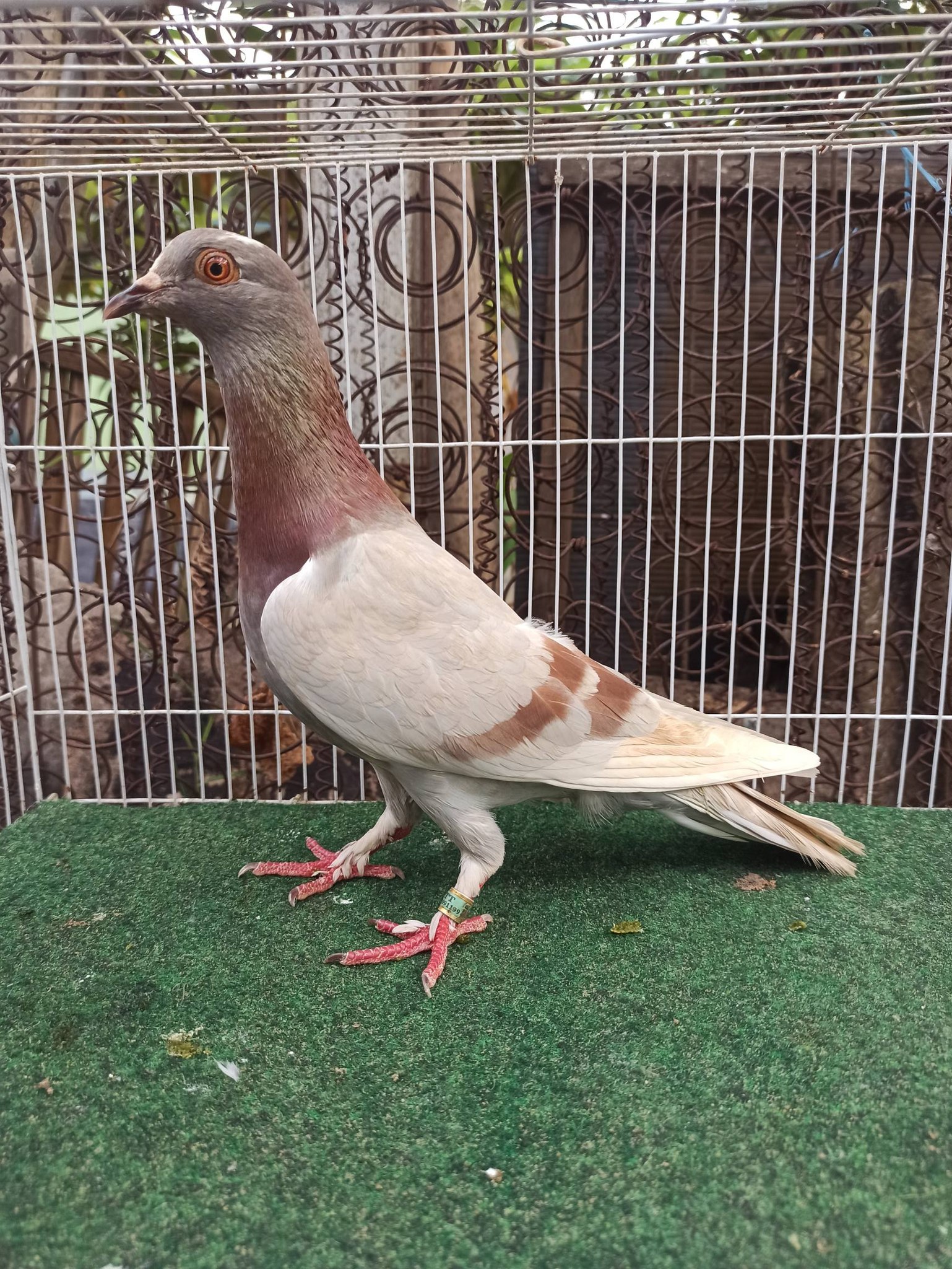 Jual Merpati Sehat Berkualitas – Bekasi! Harga Terbaik!