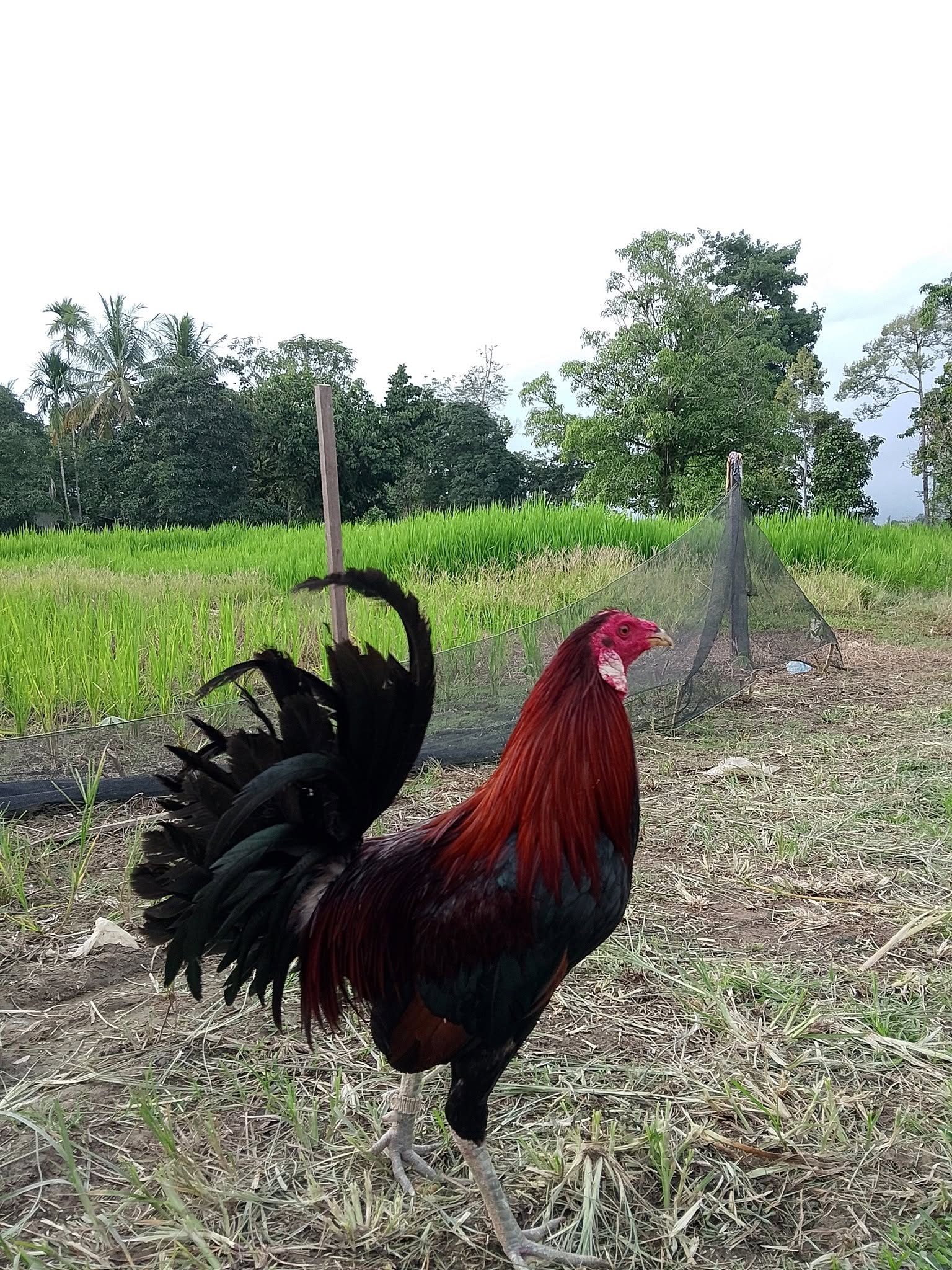 Jual Beli Ayam Sabung Berkualitas Sintang – Lokasi Putussibau🐓