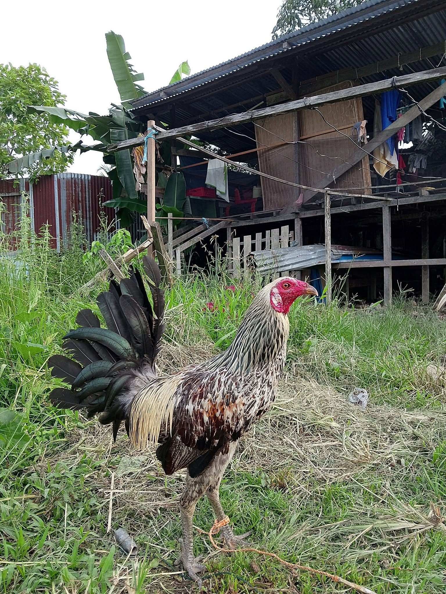 Jual Beli Ayam Sabung Berkualitas Sintang – Lokasi Putussibau🐓