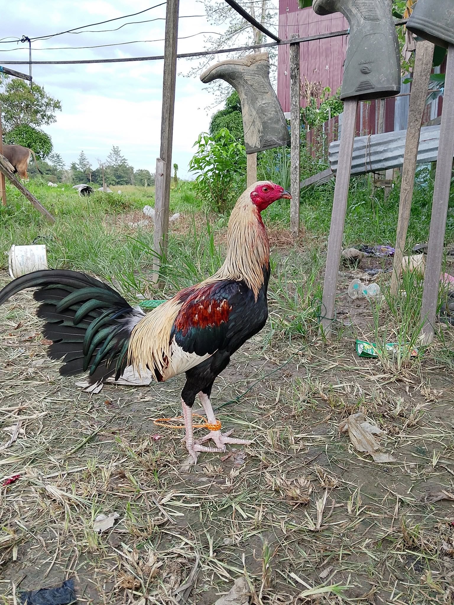 Jual Beli Ayam Sabung Berkualitas Sintang – Lokasi Putussibau🐓