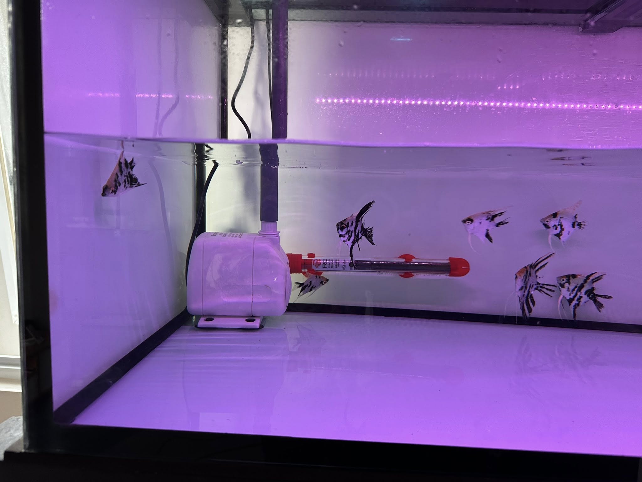DIJUAL CEPAT! AQUARIUM 2 TINGKAT SET LENGKAP – SIAP PAKAI, KOKOH & PREMIUM