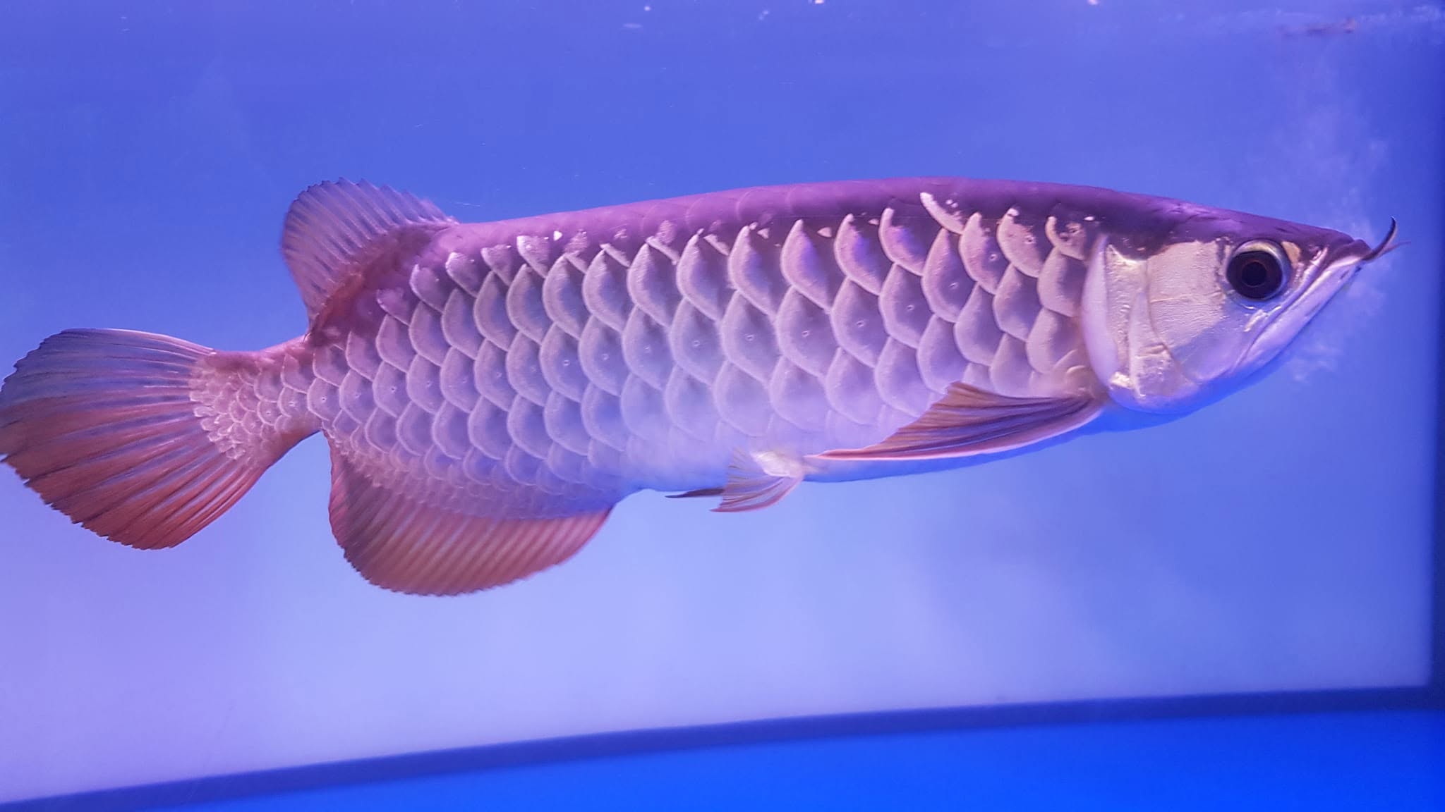 JUAL IKAN ARWANA GOLDEN RED EDISI BOSEN – SIZE 40 CM + SERTIFIKAT 🔥