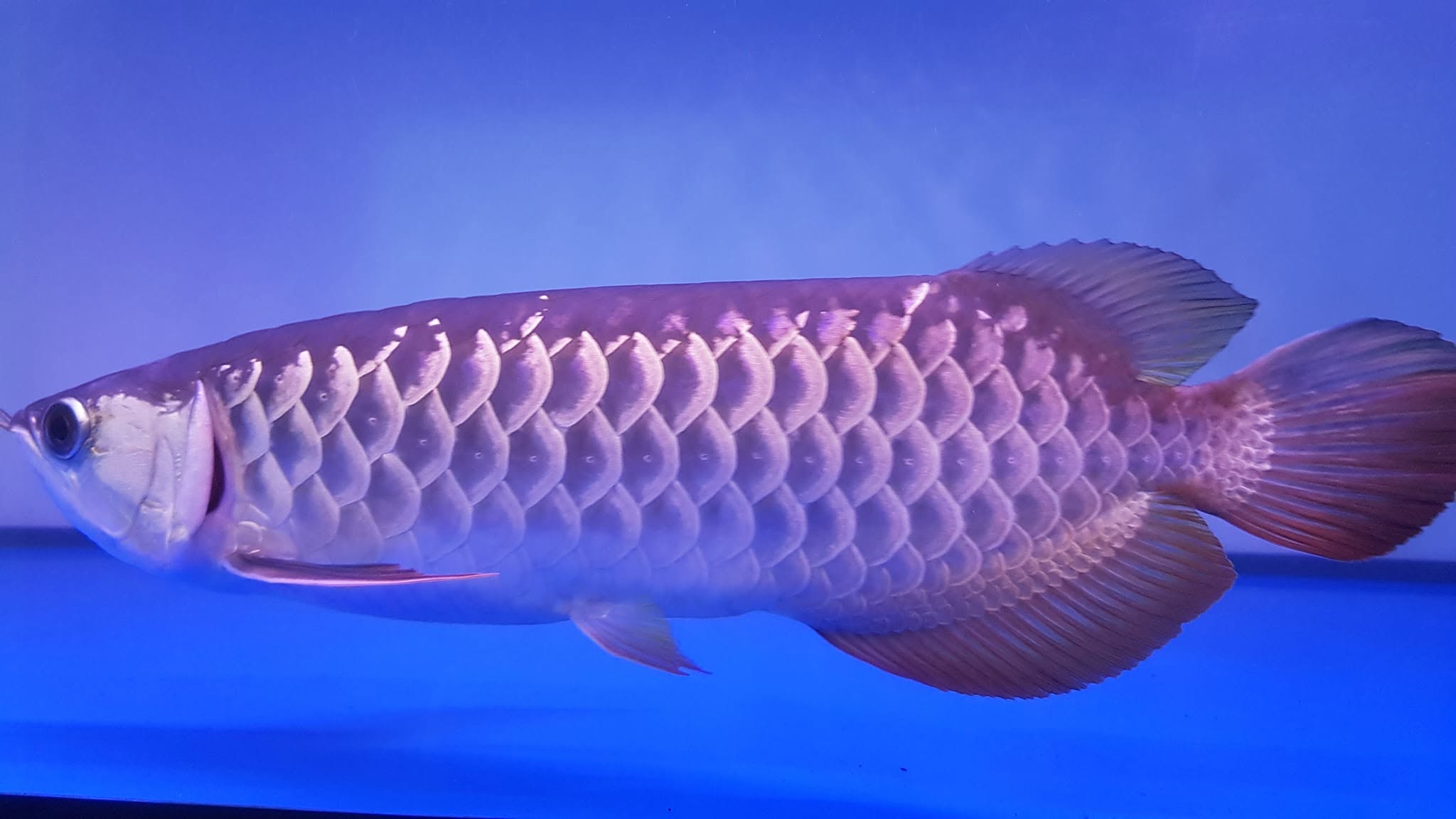 JUAL IKAN ARWANA GOLDEN RED EDISI BOSEN – SIZE 40 CM + SERTIFIKAT 🔥