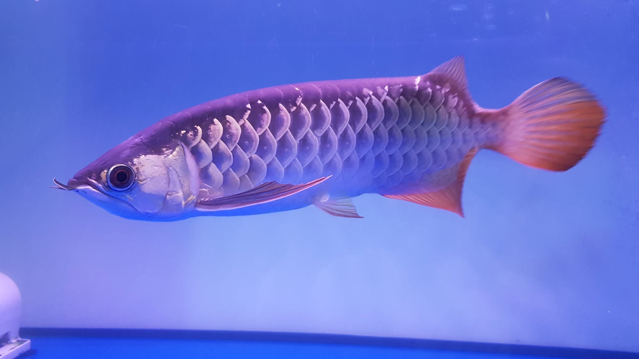 JUAL IKAN ARWANA GOLDEN RED EDISI BOSEN – SIZE 40 CM + SERTIFIKAT 🔥