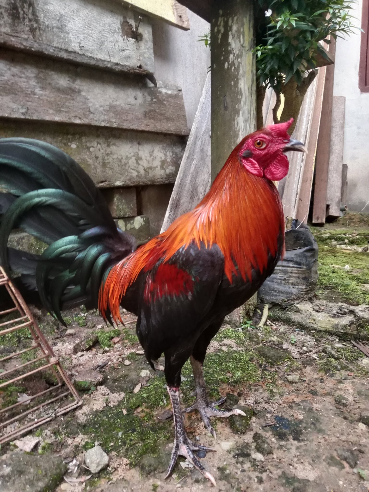 Dijual Cepat BB 2/2,1 Umur 7–8 Bulan | Sehat & Siap Rawat – Lokasi Sintang