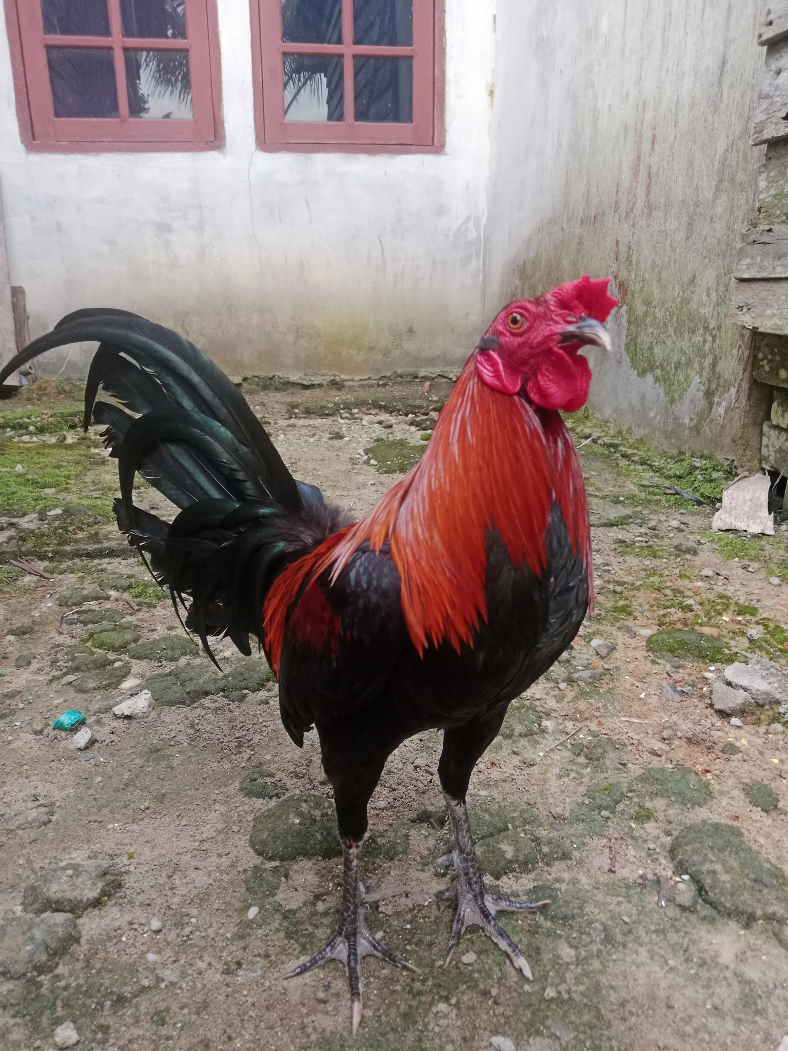 Dijual Cepat BB 2/2,1 Umur 7–8 Bulan | Sehat & Siap Rawat – Lokasi Sintang