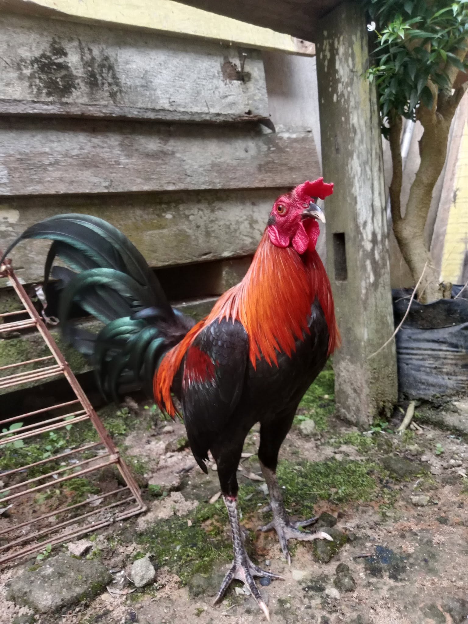 Dijual Cepat BB 2/2,1 Umur 7–8 Bulan | Sehat & Siap Rawat – Lokasi Sintang