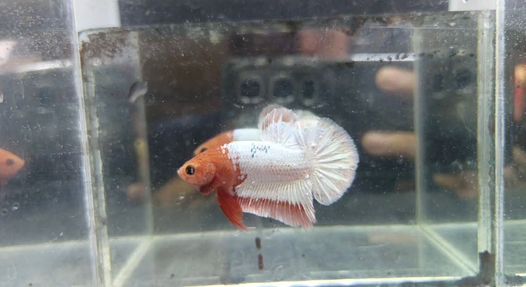Jual Beli Ikan Cupang Bandung–Cimahi | HMPK x Plakat Berkualitas Siap COD