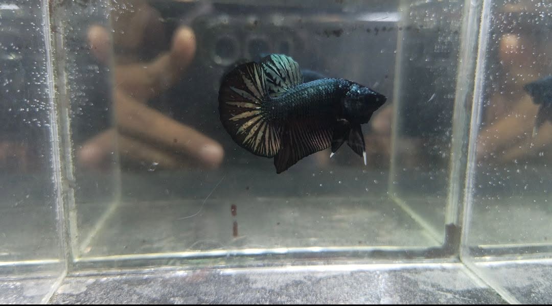Jual Beli Ikan Cupang Bandung–Cimahi | HMPK x Plakat Berkualitas Siap COD