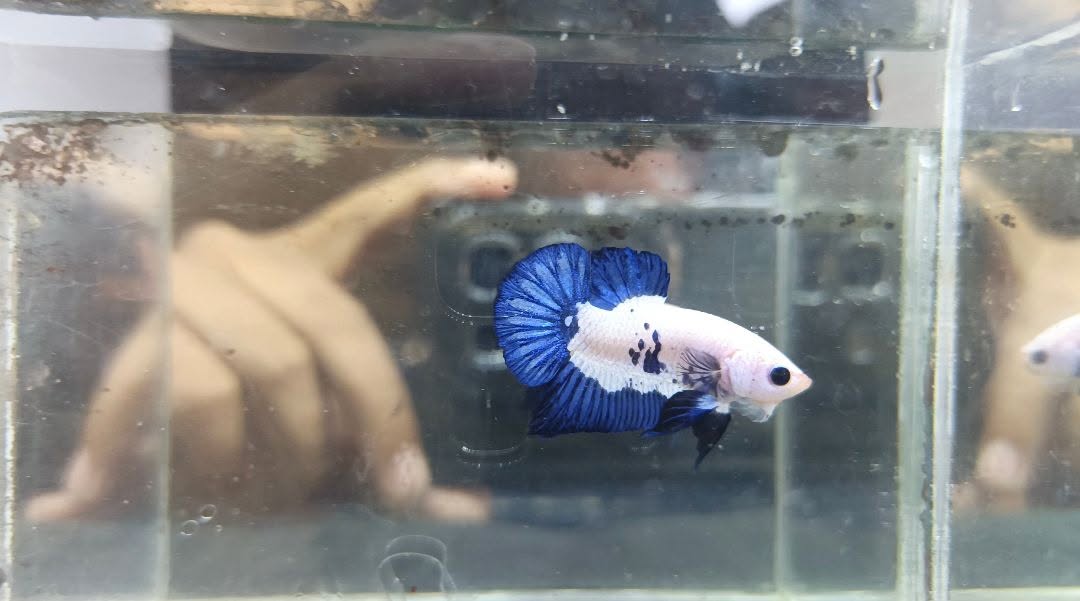 Jual Beli Ikan Cupang Bandung–Cimahi | HMPK x Plakat Berkualitas Siap COD