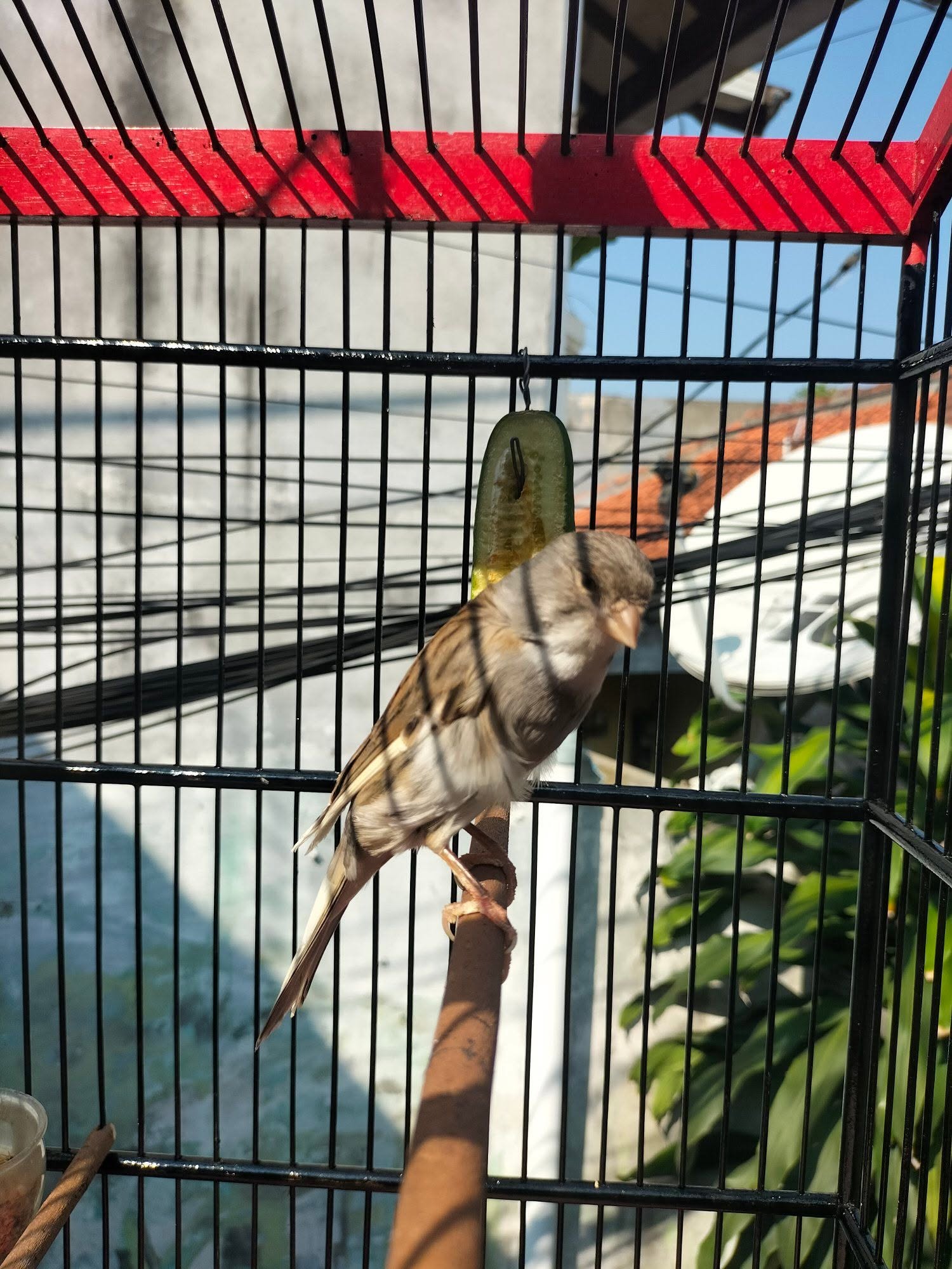 JUAL BURUNG KENARI – STANDAR BESAR PAMAN 🐤